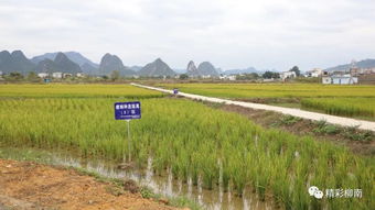 自治区水产科学研究院专家组到访柳南,对广西田螺研发中心展开调研